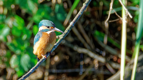 ijsvogel poseert.