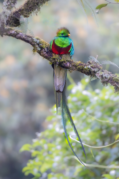 Quetzal