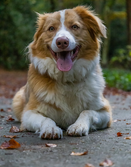 Australian shepperd