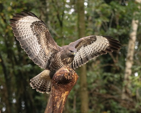 Buizerd