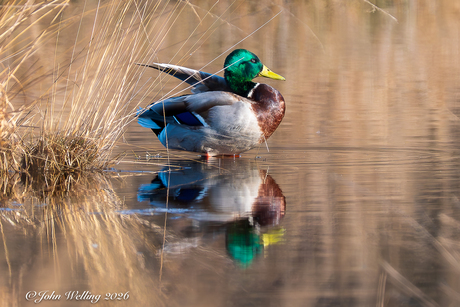 Wilde eend in spiegelbeeld
