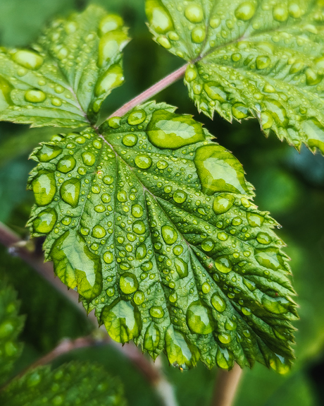 macro blaadjes met druppels
