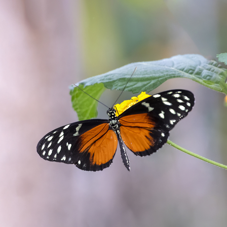 Tropische vlinder 2