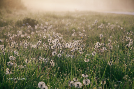 Pluisjes als diamantjes