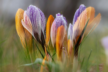 Lente!