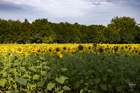 Zonnebloemenzee