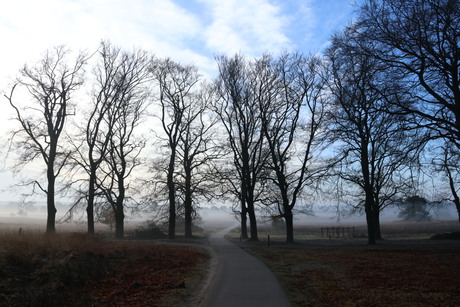 Landschap met mist