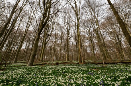 Bosanemoontjes en boshyacinthen in Neigem