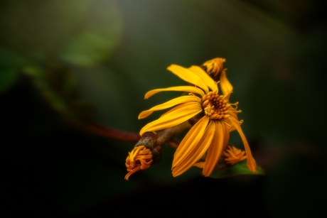 Ligularia Dentata