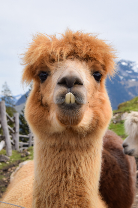 Alpaca tandartsbezoek