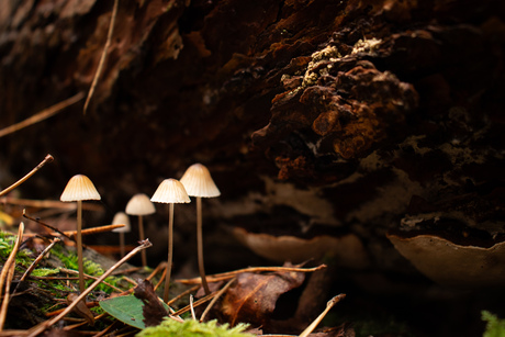 Paddenstoelen jacht