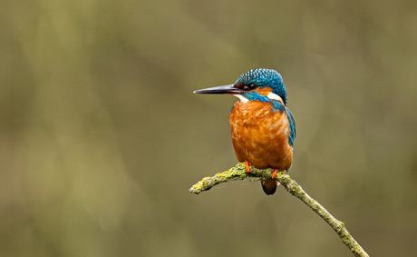 ijs...................