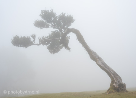 Eenzaamheid in de mist
