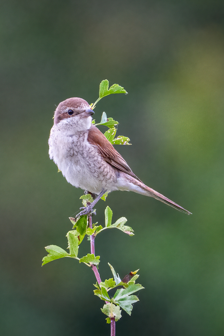 Grauwe klauwier (Juveniel)