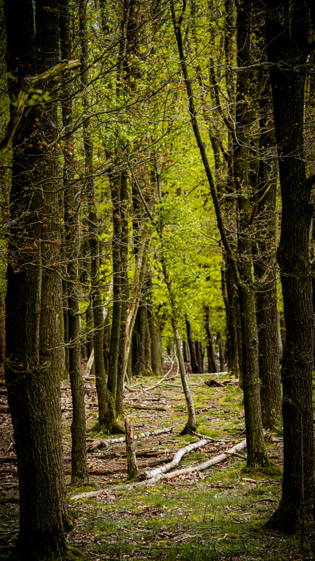 Door de bomen