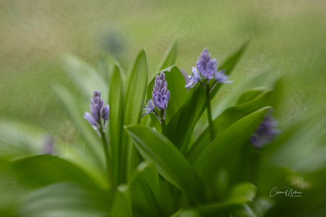 Sterhyacinth 