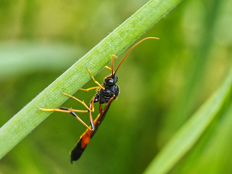Therion circumflexum