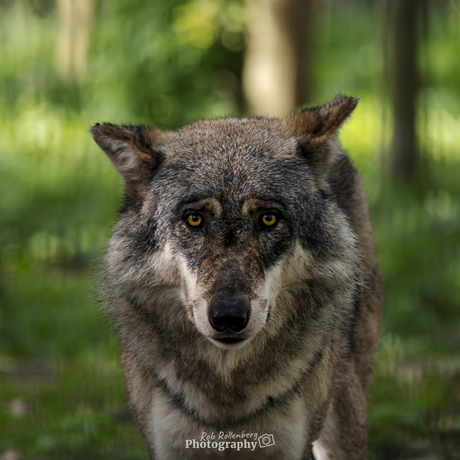 Wolf, gemaakt in Dierenpark Hoenderdaell