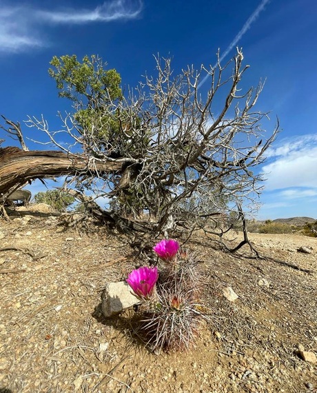 Desert Bloom
