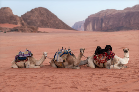 Drie op een rij in Wadi Rum