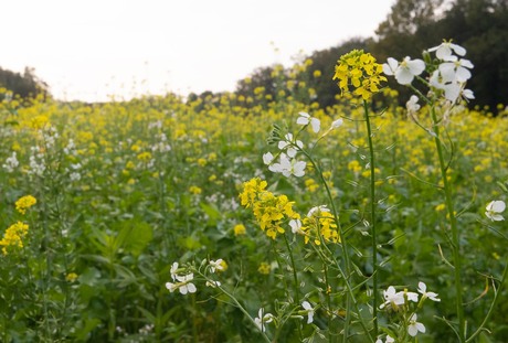 veldbloemen