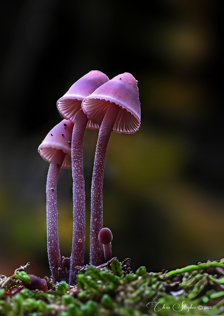 Grote Bloedsteelmycena paddenstoelen