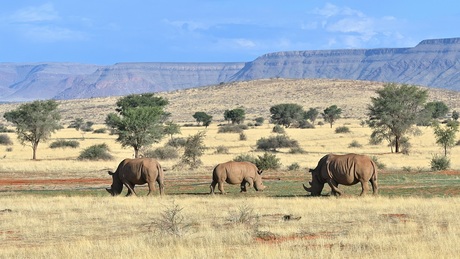Witte neushoorn familie