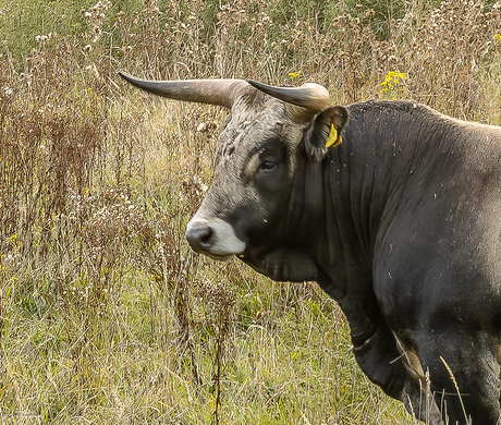 De Tauros stier