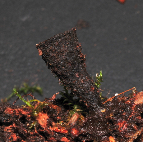 Gestreept vogelnestje