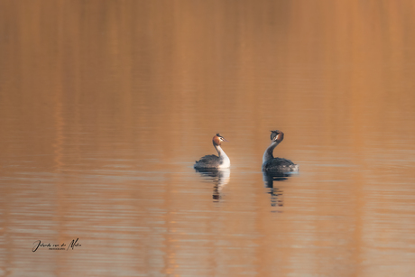 Voorjaar op het water.  Futen paartje