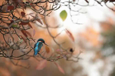 Ijsvogeltje op uitkijk