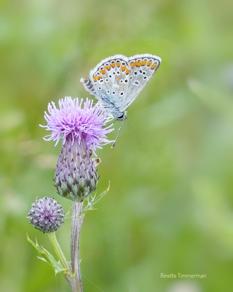 Bruin blauwtje