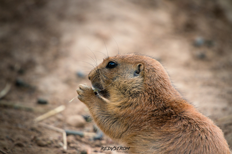 Prairihondje