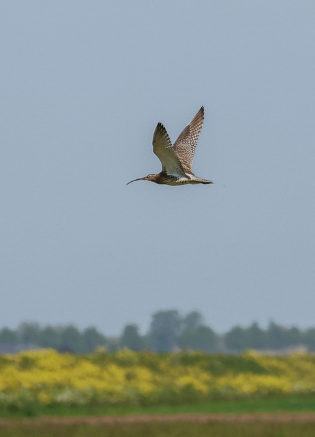 De prachtige Wulp in vlucht.