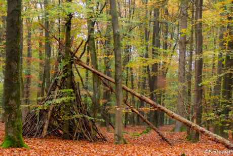 Bouwwerk in het bos