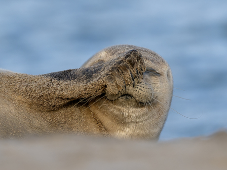 Zeehond heeft jeuk aan zijn neus
