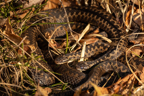 Warmte voor de adders