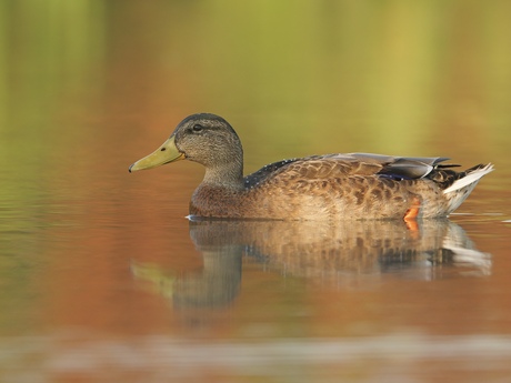 Eend met weerspiegeling 