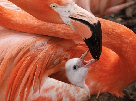 Baby flamingo 