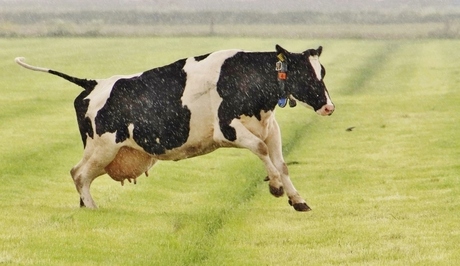 Koe in de regen springt over 'n greppel