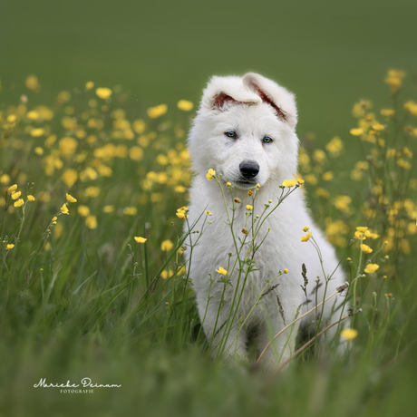 Zwiterse witte herder