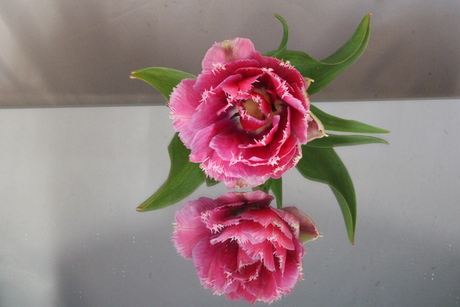 Tulp op spiegel