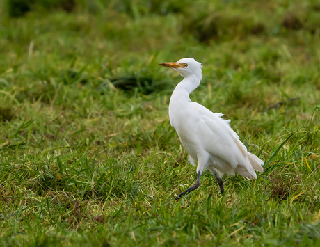 Nog steeds aanwezig.