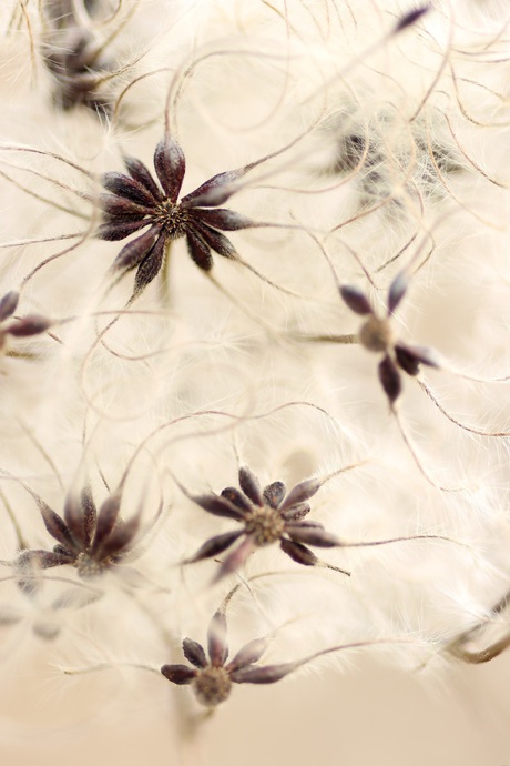 Detail van zaadbolletjes