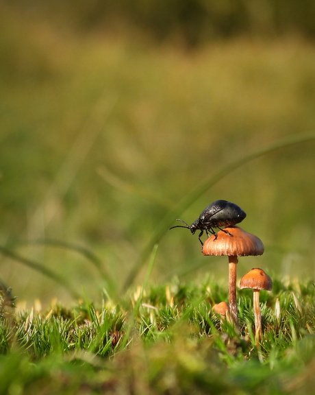 Geen zin in natte pootjes