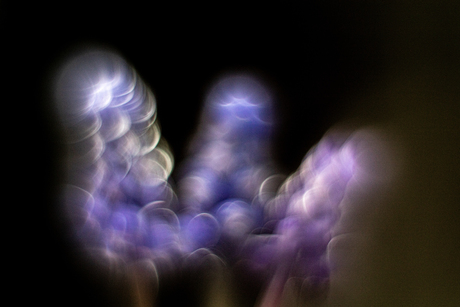 Drie blauwe druifjes, gemaakt met Helios Petzval