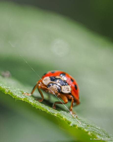 Ladybird (achter een spinnedraadje) 🐞