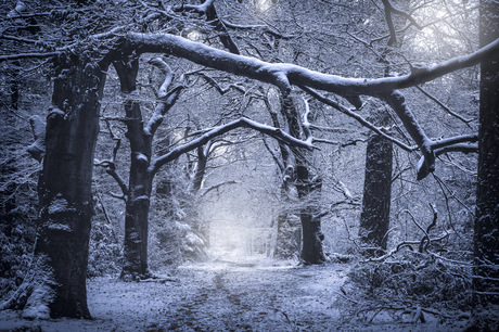 Walking in to Winter Wonderland 