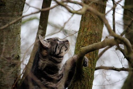 Bennie le chat qui grimpe (plus haut!) dans l'arbre!