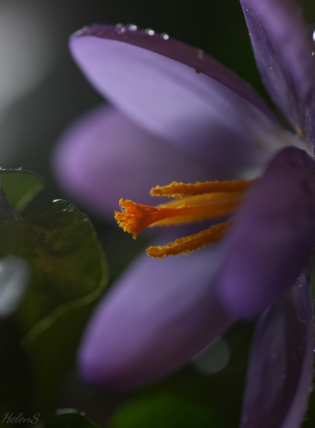 Krokus 3
